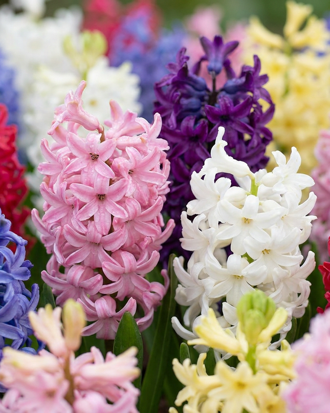80x Hyacinthus mix - Mezcla de jacintos - Varios - Planta de floración primaveral - Tamaño del bulbo 14/15