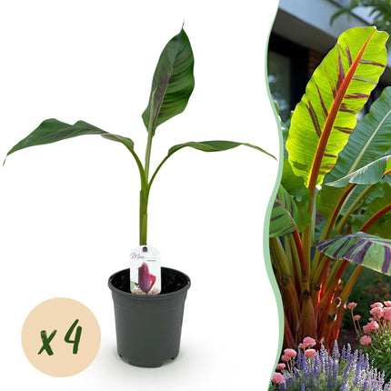 Bananen plant - 4 planten - Musa sikkemensis Red Tiger - Winterhard - Pot 17cm Hoogte 40cm