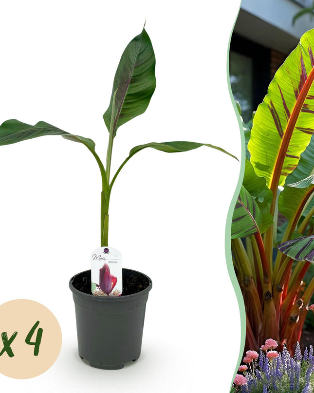 Bananen plant - 4 planten - Musa sikkemensis Red Tiger - Winterhard - Pot 17cm Hoogte 40cm