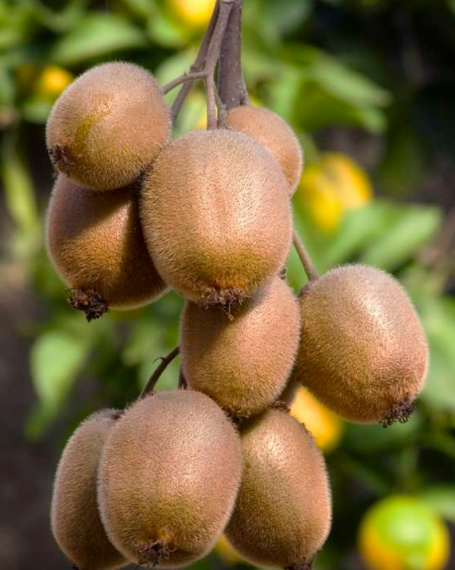 Mix di piante da frutto BIO 3 pezzi - Fico/Kiwi/Mora