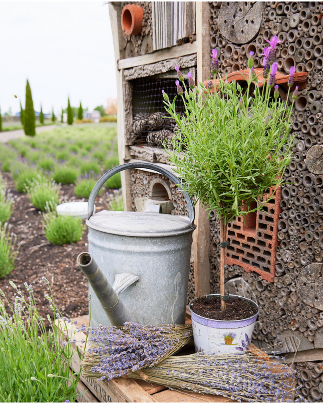 Lavandula stoechas Anouk auf Stamm im Lavendelprint Dekotopf - 15 cm Topf - Set aus 2 französischen Lavendeln auf Stamm im Dekotopf
