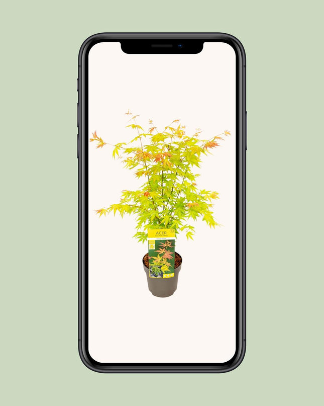 Acer palmatum Orange Dream - Ø19cm - ↕50cm