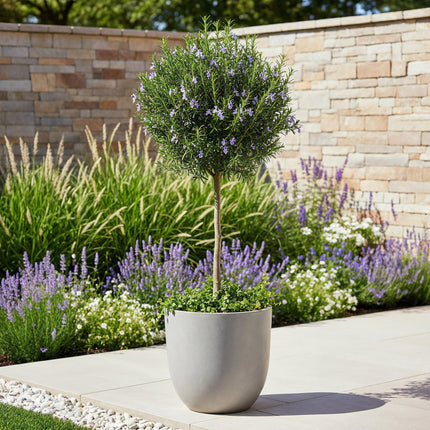 Rosmarinus officinalis - Evergreen - Hardy in Winter - Purple Flower - Pot 19cm Height 90cm