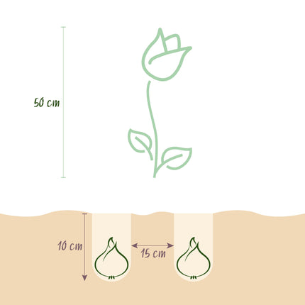 Bloembollen - Tulp Gudoshnik Double - Dubbel Bloemig - 12 stuks - Bolmaat 11/12 - XXL Pack