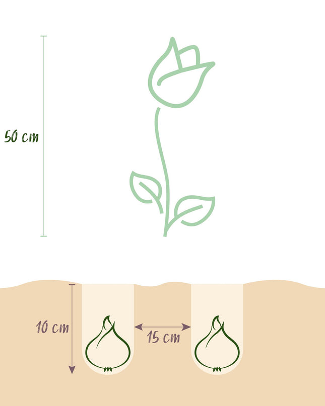Bloembollen - Tulp Gudoshnik Double - Dubbel Bloemig - 12 stuks - Bolmaat 11/12 - XXL Pack