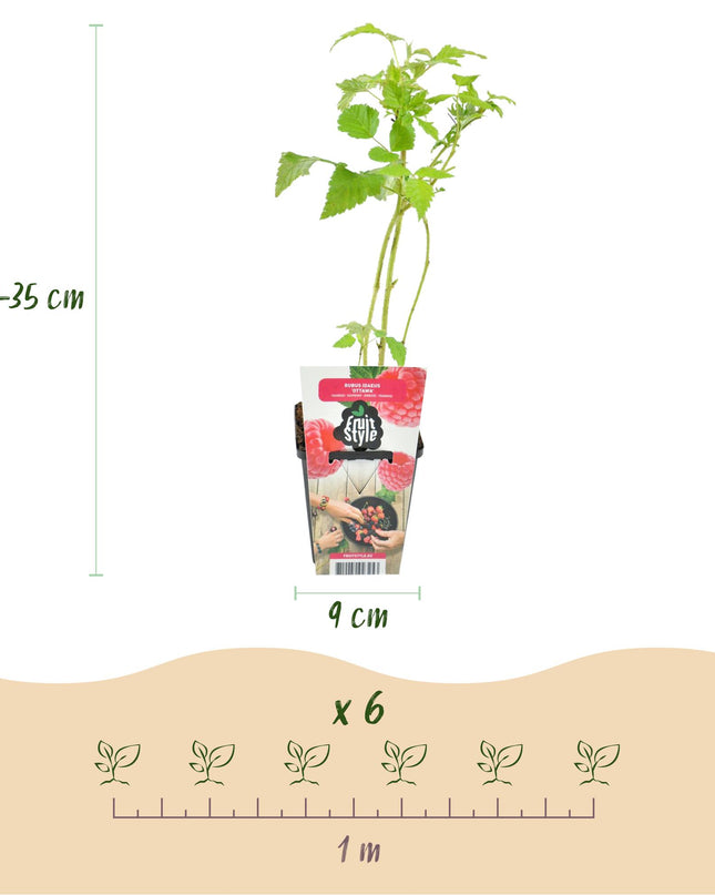 Raspberry Fruit Plants - 6 plants - Rubus idaeus Ottawa - Hardy in Winter - Pot 9 cm - Red Raspberry