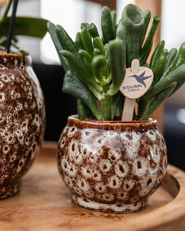 Kolibri Company | Gift set Untamed Nature | Plantenset met rode Phalaenopsis Orchidee en Succulenten incl. keramieken sierpotten