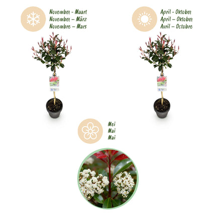 Photinia fraseri Carre Rouge – Terrassenpflanze – immergrün – winterhart – grün-rotes Blatt – Topf 19cm Höhe 90cm