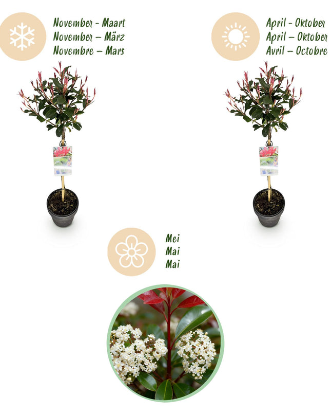 Photinia fraseri Carre Rouge – Terrassenpflanze – immergrün – winterhart – grün-rotes Blatt – Topf 19cm Höhe 90cm