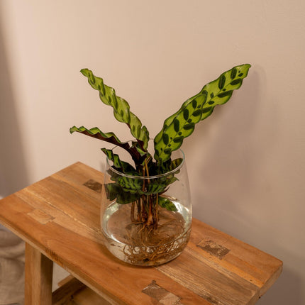 Calathea Insignis in vaso Kingston in vetro - Ø12cm - ↕30cm