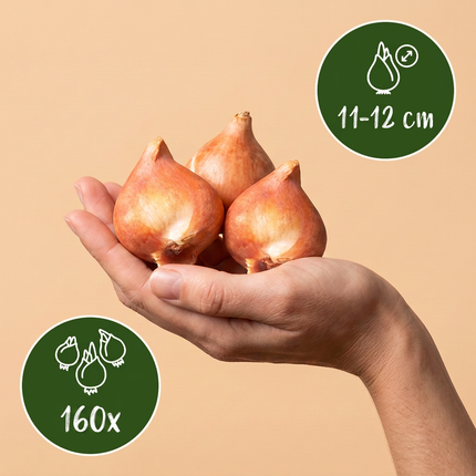 160x Tulipa Positive Vibe – Tulpe Positive Vibe – Verschiedene – Frühjahrsblüher – Zwiebelgröße 11/12