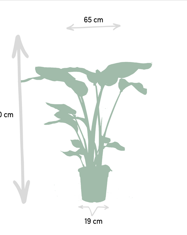 Strelitzia Nicolai - Ø19cm - ↕85cm + Alocasia Macrorrhiza - Ø19cm - ↕70cm - 2 planten
