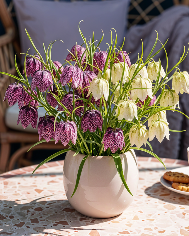 Bloembollen - Fritillaria Meleagris Mix - Kleur Paars en Wit - 30 stuks - Bolmaat 6/7 - XXL Pack