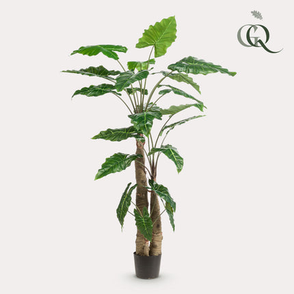 Kunstplant - Alocasia - Olifantsoor - ↕ 180 cm