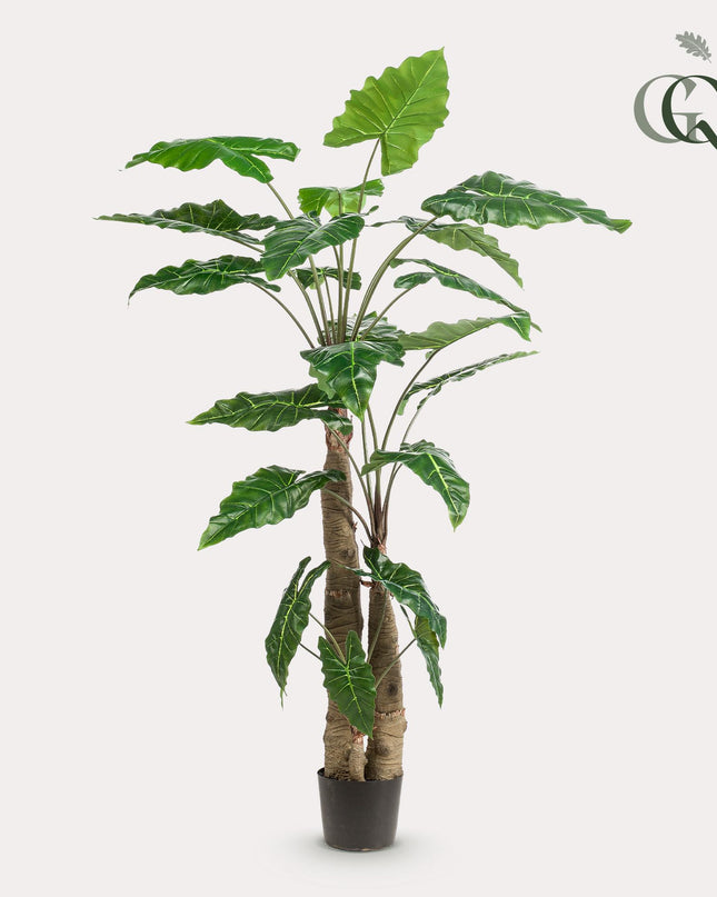 Kunstplant - Alocasia - Olifantsoor - ↕ 180 cm