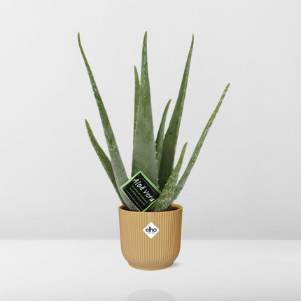Aloe Vera 12cm incl. pot ELHO Vibes Fold 14cm geel