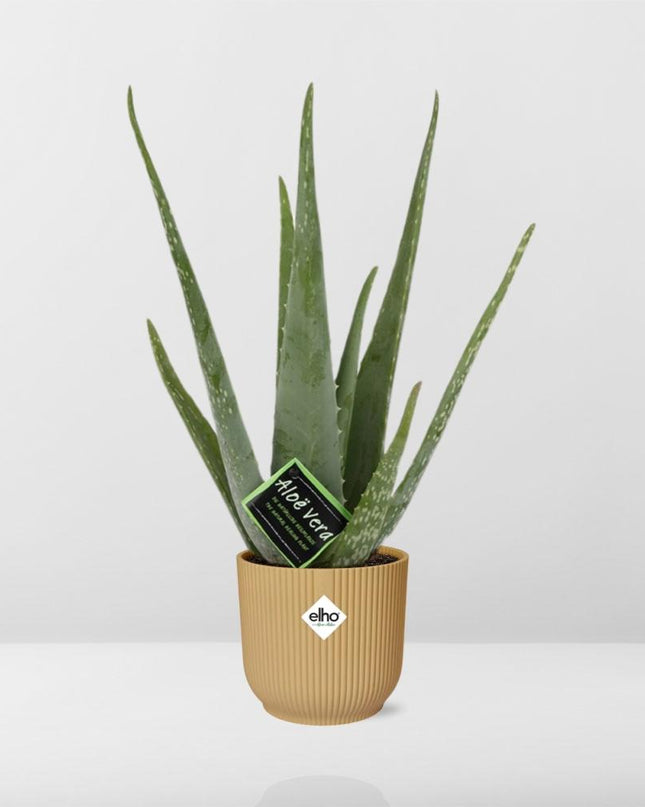 Aloe Vera 12cm incl. pot ELHO Vibes Fold 14cm geel