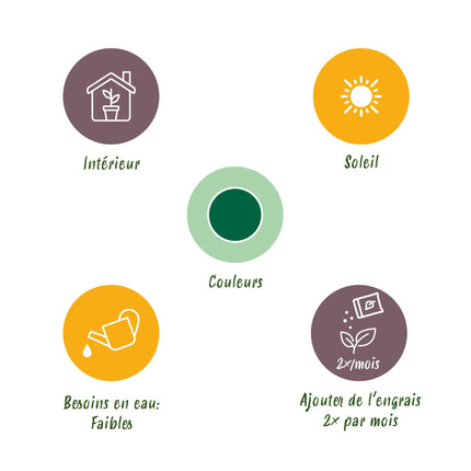 Euphorbia eritrea - Afrikanischer Milchbaum 2 Stück - Topf 17 cm - Höhe 60 cm