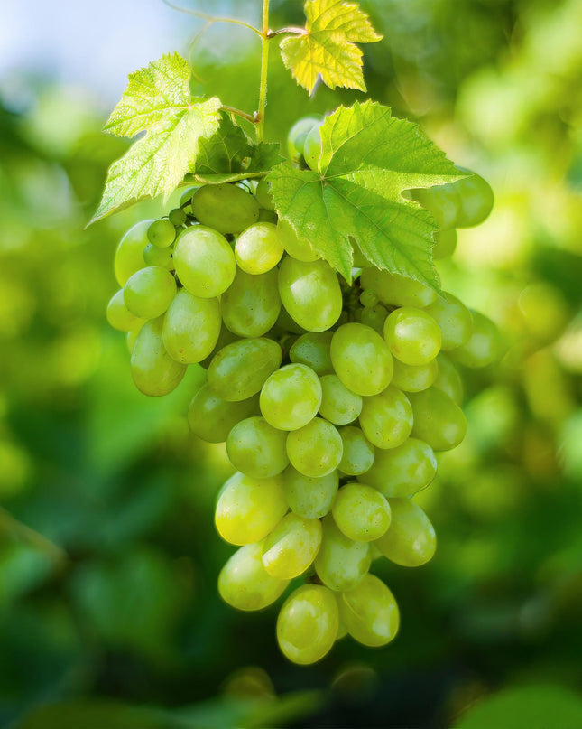 Witte Druif - 2 planten - Vitis vinifera Himrod - Pitloos - Pot 15cm Hoogte 50cm