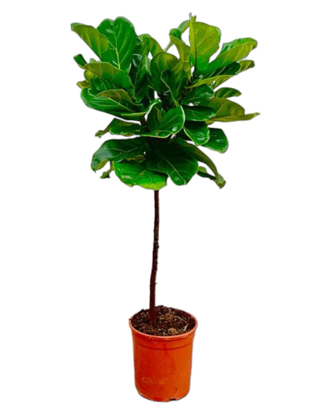 Tallo de Ficus Lyrata - 130 cm - ø24