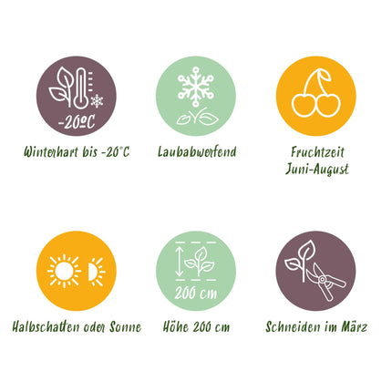 Braamboos - Brombeere Dornenlos Loganbeere - Winterhart - Rote Frucht - 2 Pflanzen - Topf 15cm - Höhe 50cm