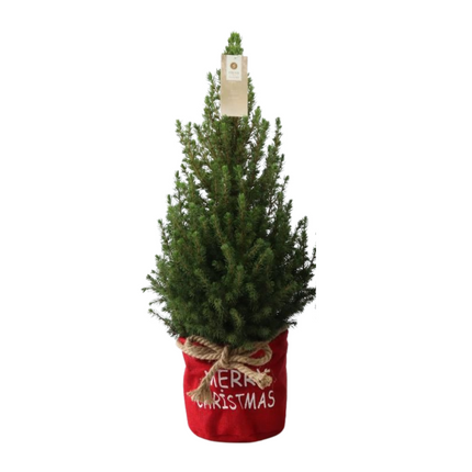 Kleine Kerstboom in Xmas Bag rood - 70 cm - Picea Glauca Conica