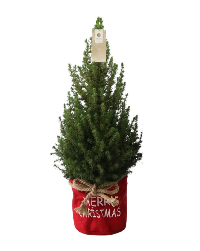 Kleine Kerstboom in Xmas Bag rood - 70 cm - Picea Glauca Conica