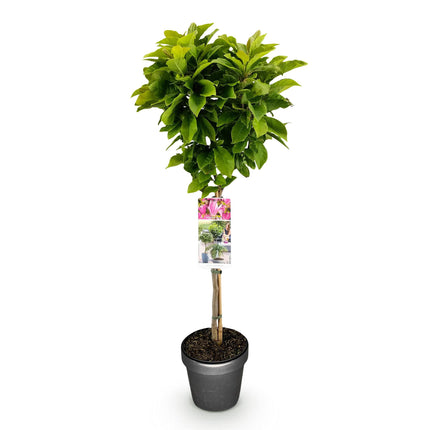 Magnolia Susan – Terrassenpflanze – sommergrün – winterhart – rosa Blüte – Topf 19cm Höhe 90cm