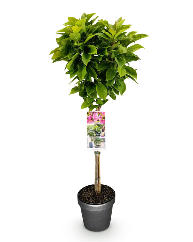 Magnolia Susan – Terrassenpflanze – sommergrün – winterhart – rosa Blüte – Topf 19cm Höhe 90cm