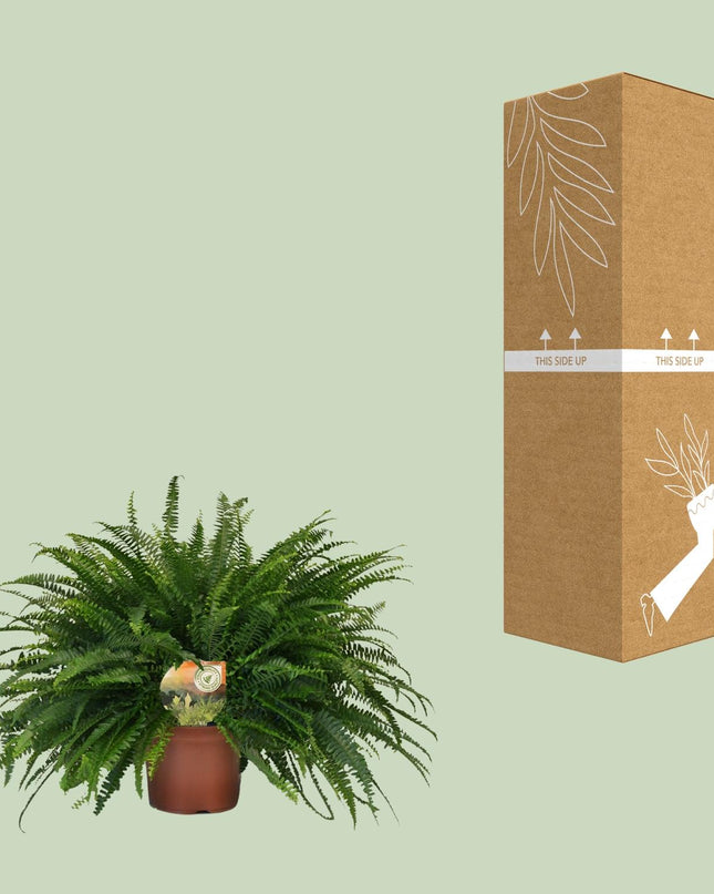 Nephrolepis Green Lady - Ø19cm - ↕60cm