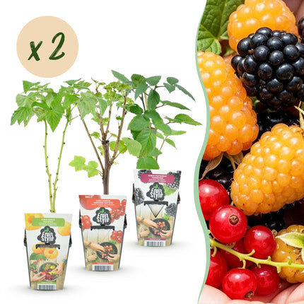 Plantas de fruta 6 unidades - Tricolor - Grosella roja - Frambuesa amarilla - Zarzamora negra - Maceta 9 cm
