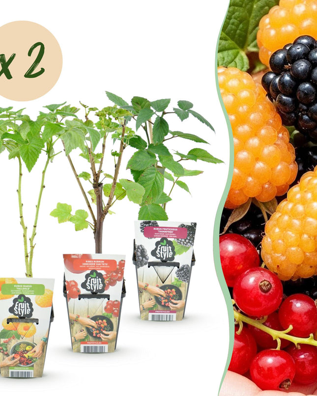 Fruit plants 6 pieces - Three-colored - Red Currant - Yellow Raspberry - Black Blackberry - Pot 9cm