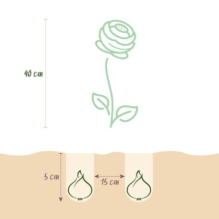 Bloembollen - Ranunculus Mix - Diversen Kleuren - 40 stuks - Bolmaat 5/6 - XXL Pack