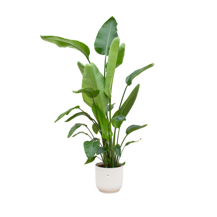Strelitzia Nicolai + pot Elho Vibes Fold Round wit - 170 cm - Ø30