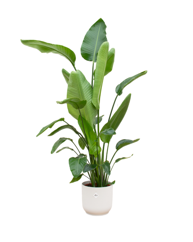Strelitzia Nicolai + pot Elho Vibes Fold Round wit - 170 cm - Ø30