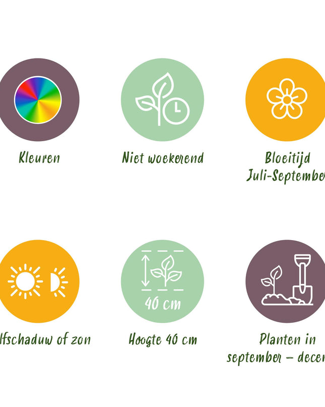 Bloembollen - Freesia Double Mix - Diversen Kleuren - 40 stuks - Bolmaat 5/6 - XXL Pack