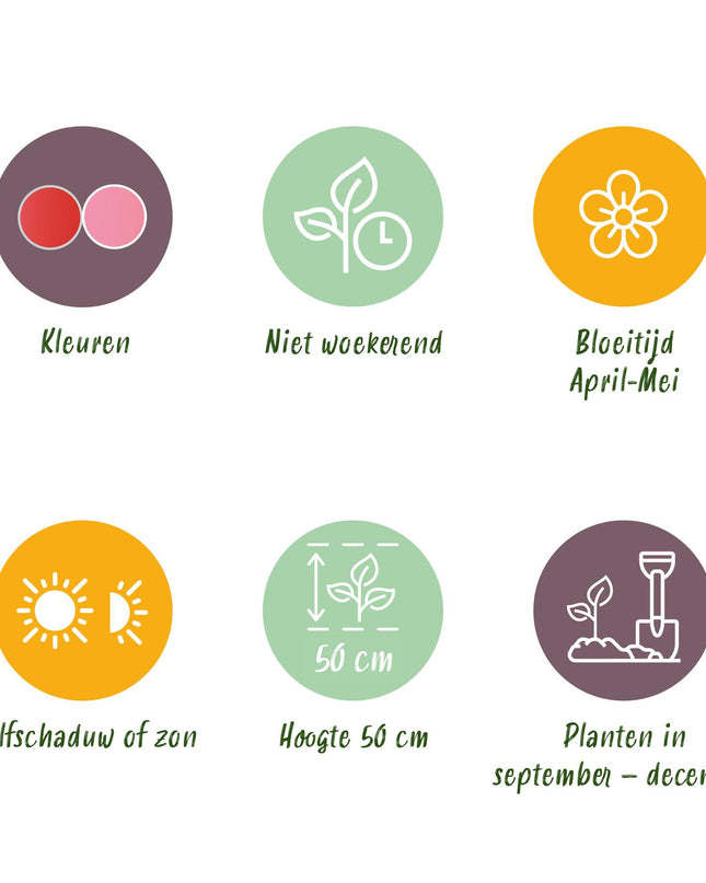 Bloembollen - Tulp Pink en Red - Kleur Roze en Rood - 40 stuks - Bolmaat 10/12