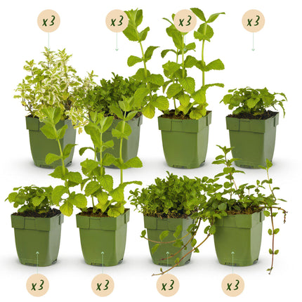 Green boutiQ - Borderpaket - Tee Kräuter - 24 Stauden - 3 m2 - Verschiedene Farben - Wenig Pflege - Topf 11cm