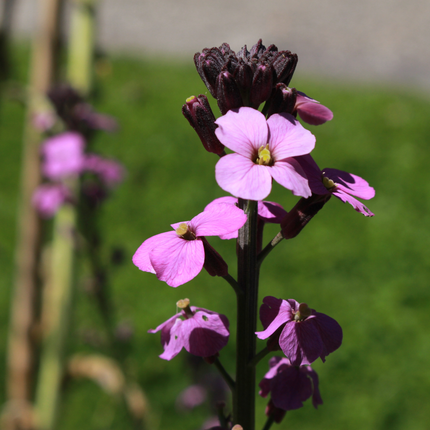 60x Erysimum 'Bowles' Mauve' - ↕10-25cm - Ø9cm