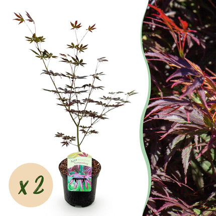 Japanse Esdoorn - Acer palmatum Trompenburg - Donker Paars - 2 stuks - Pot 19cm - Hoogte 70cm