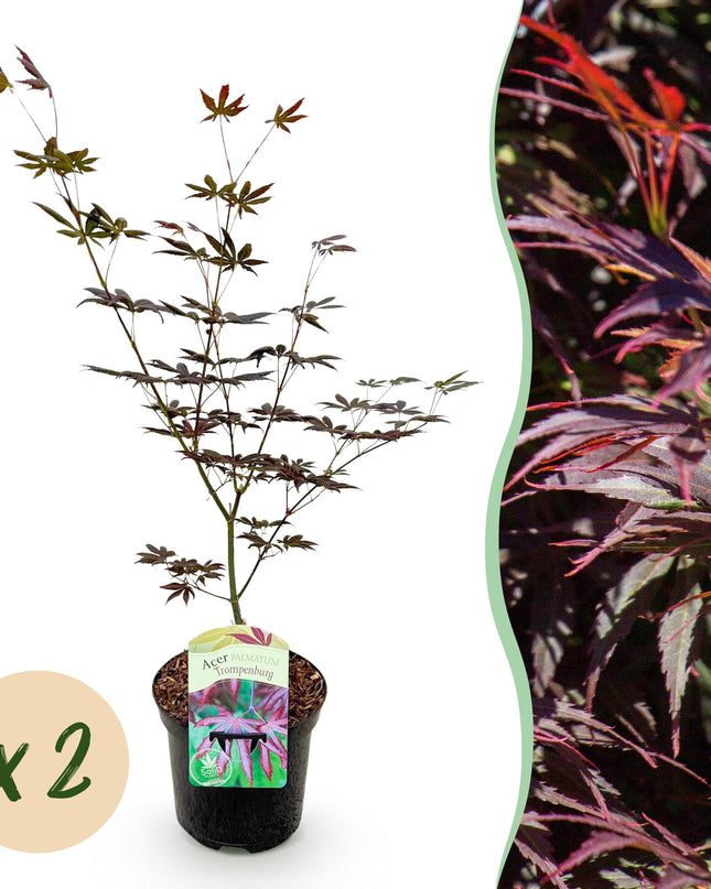 Acero giapponese - Acer palmatum Trompenburg - Viola scuro - 2 pezzi - Vaso 19cm - Altezza 70cm