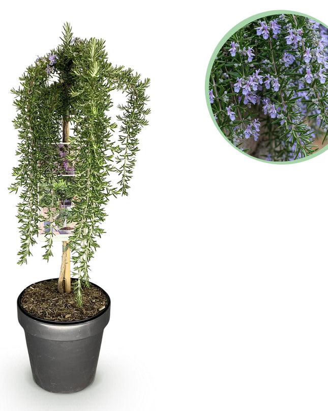 Romero rastrero - Perennifolio - Resistente al invierno - Flor morada - Maceta 19 cm Altura 90 cm