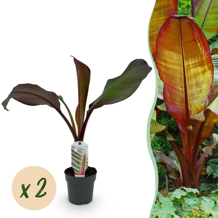Bananen plant - 2 planten - Ensete ventricosum Maurelli - Winterhard - Pot 12cm Hoogte 30cm