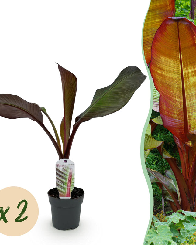 Bananen plant - 2 planten - Ensete ventricosum Maurelli - Winterhard - Pot 12cm Hoogte 30cm
