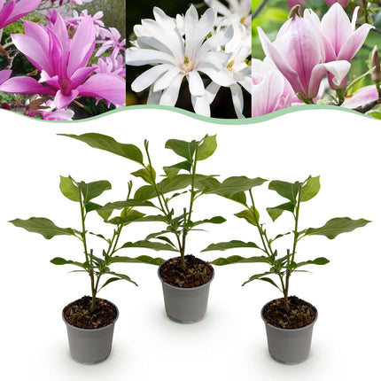 Magnolia Tricolore - Fiore Bianco-Rosa-Viola - 3 pezzi - Vaso 12 cm Altezza 30 cm