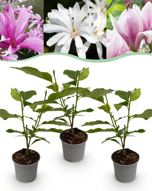 Magnolia Tricolore - Fiore Bianco-Rosa-Viola - 3 pezzi - Vaso 12 cm Altezza 30 cm