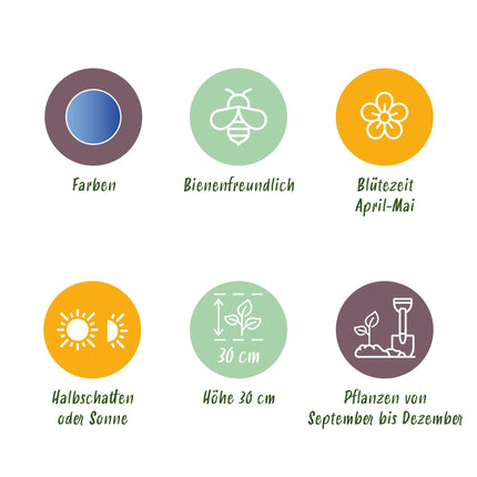 Bloembollen - Muscari Armeniacum - Kleur Blauw - 50 stuks - Bolmaat 8/9 - XXL Pack