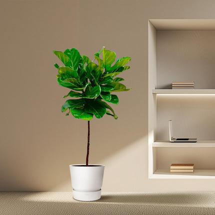 Tallo de Ficus Lyrata - 130 cm - ø24