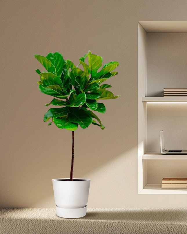 Tallo de Ficus Lyrata - 130 cm - ø24