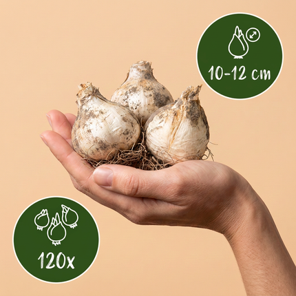 120x Allium Christophii – Sternkugel-Lauch – Violett – Sommerblüher – Zwiebelgröße 10/12